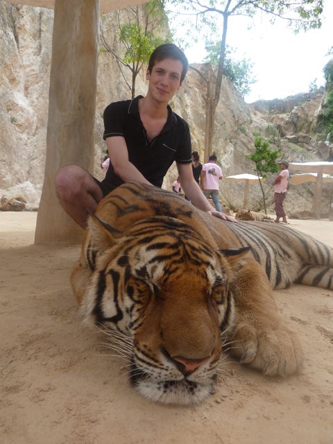 Protégé : Que mangent les tigres à touristes ?