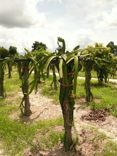 plantationfruitdragon3