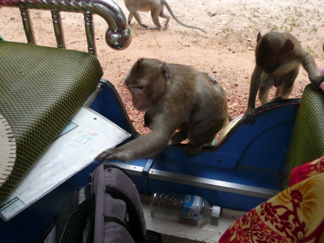 Protégé : La singe-invasion